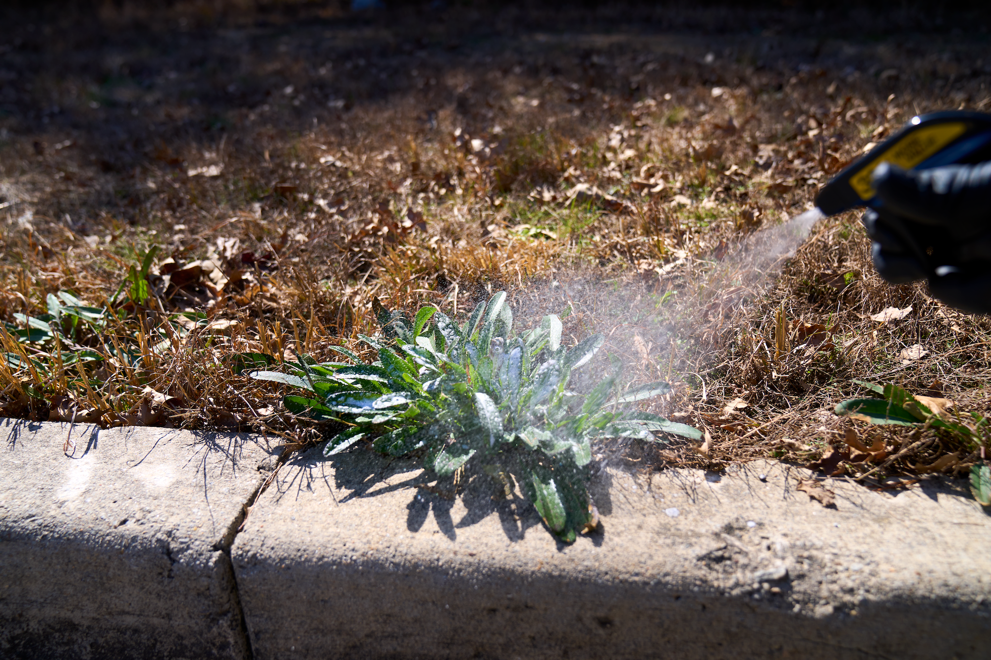 Mirimichi Green Weed & Grass Control (ready-to-use spray)