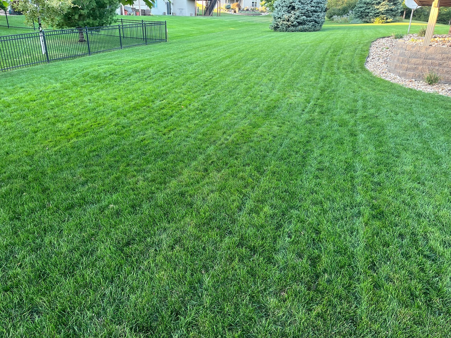 Freshly striped home lawn after a CarbonizPN-G application